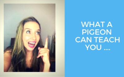 How a  Pidgeon taught can teach you life lessons